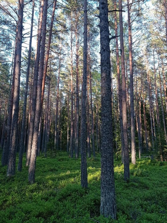Toomarahva Farmstay Altja Zewnętrze zdjęcie